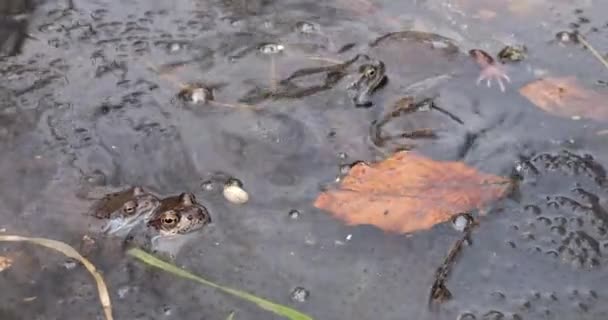 Paarung Bei Fröschen Teich Frühjahr — Stockvideo