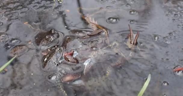 春天在池塘里的青蛙里交配 — 图库视频影像