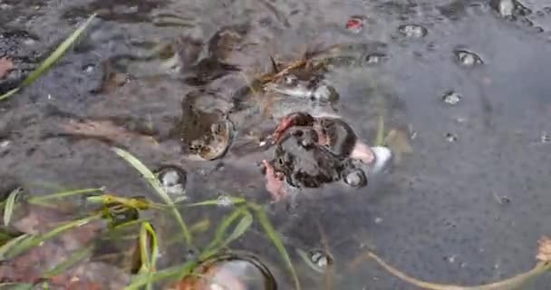 Paarung Bei Fröschen Teich Frühjahr — Stockvideo