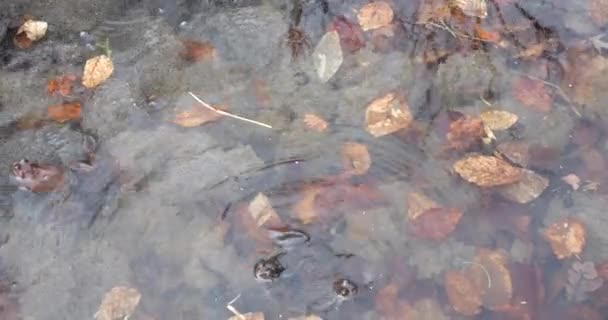 青蛙和它们的鱼子酱在泉水池塘的水里 — 图库视频影像