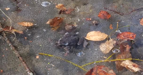 青蛙和它们的鱼子酱在泉水池塘的水里 — 图库视频影像