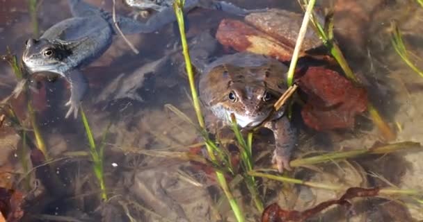 Žáby Vodě Rybníka Jaře — Stock video