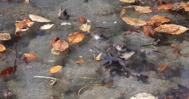 Žáby Jejich Kaviár Vodě Pramenitého Rybníka — Stock video