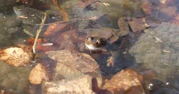 春の池の水にカエルとそのキャビア — ストック動画