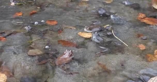 Kurbağalar Havyarları Bir Pınar Havuzunda — Stok video