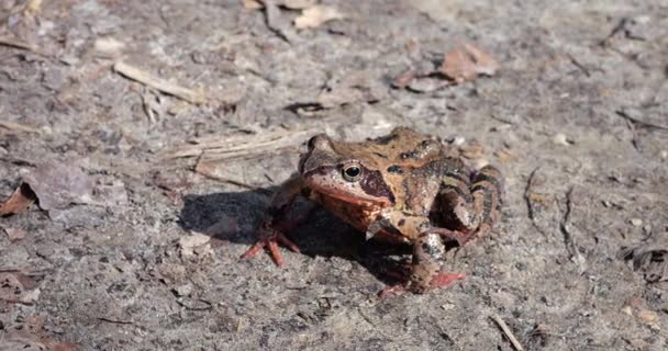 太陽の光の下で森の中のカエル — ストック動画