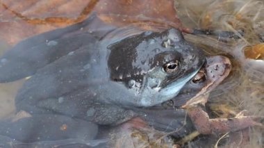 Baharda gölette kurbağa çiftleşmesi..