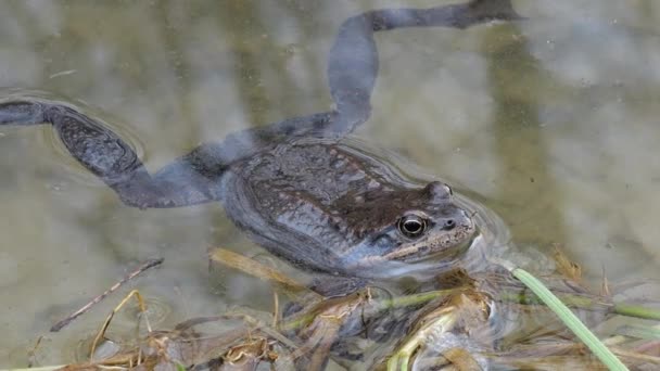 Baharda Göletin Sularında Kurbağalar — Stok video