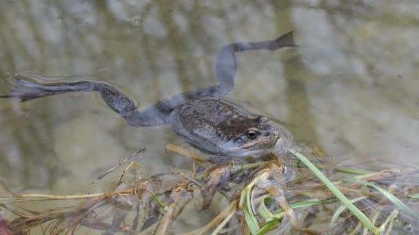 春の池の水の中のカエル — ストック動画