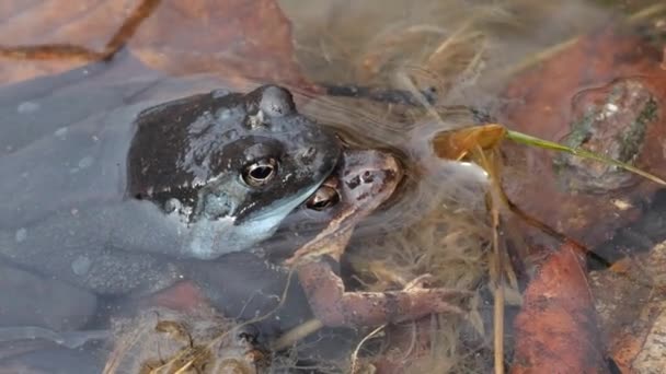 Baharda Gölette Kurbağa Çiftleşmesi — Stok video