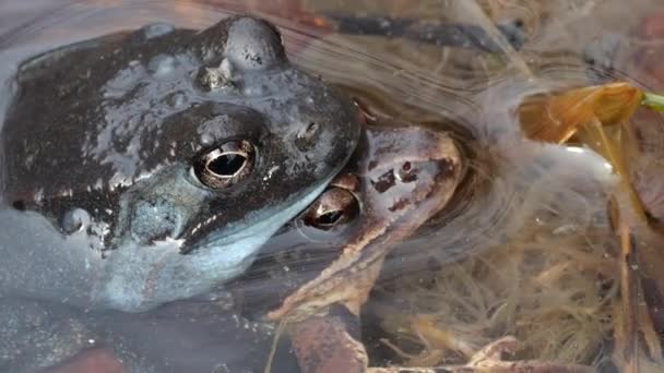Baharda Gölette Kurbağa Çiftleşmesi — Stok video