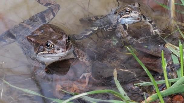池塘里的青蛙 — 图库视频影像