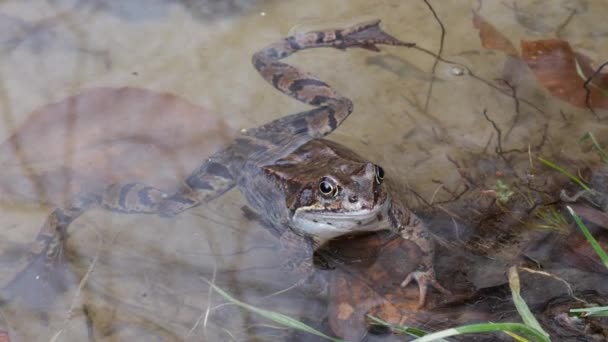 春の池の水の中のカエル — ストック動画