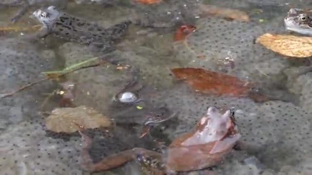 Kurbağalar Havyarları Bir Pınar Havuzunda — Stok video