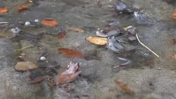 Żaby Ich Kawior Wodzie Sadzawki — Wideo stockowe