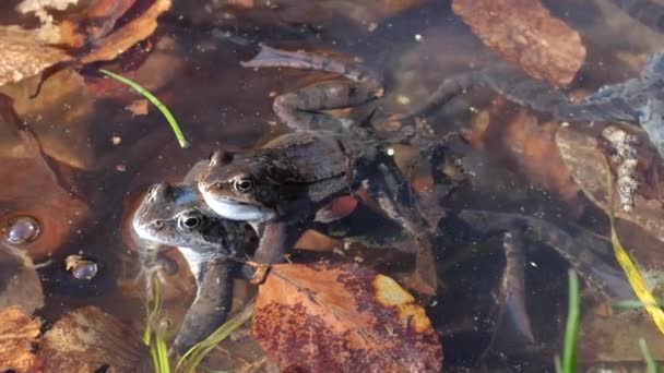 春天在池塘里的青蛙里交配 — 图库视频影像
