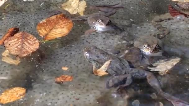 Лягушки Икра Пруду — стоковое видео