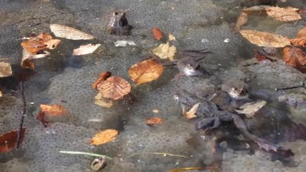 개구리와 — 비디오