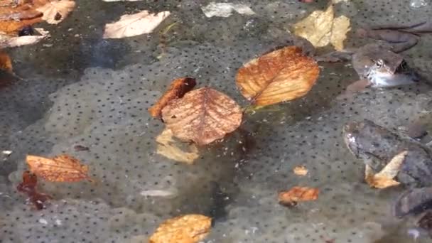 Las Ranas Caviar Agua Estanque Manantial — Vídeos de Stock