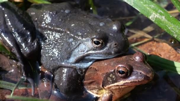 Mating Frogs Pond Spring — Stock Video