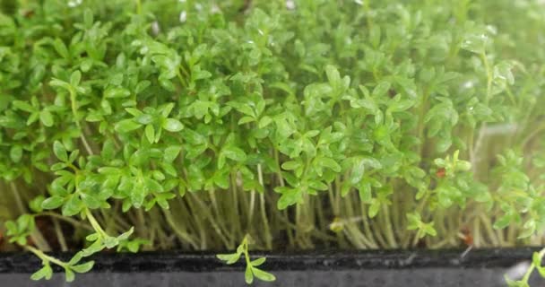 Rega Microgreens Jardim Agrião Planta Cultivada Sementes Com Pequenas Gotas — Vídeo de Stock