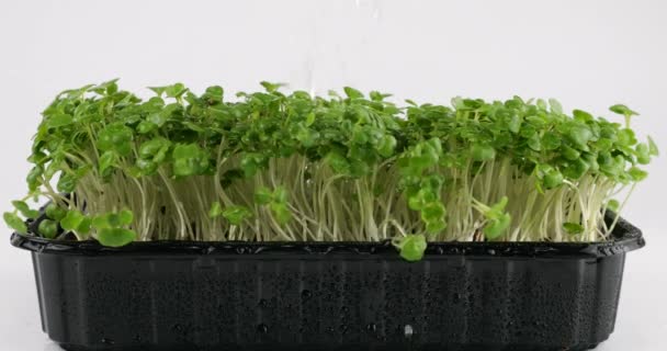Riego Microgreens Planta Mostaza Plántulas Agua Cámara Lenta Microverde Bandejas — Vídeos de Stock
