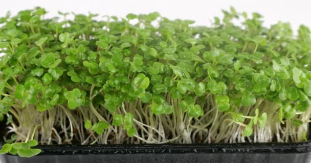 Arrosage Microgreens Plantules Roquette Avec Petites Gouttes Eau Mouvement Lent — Video