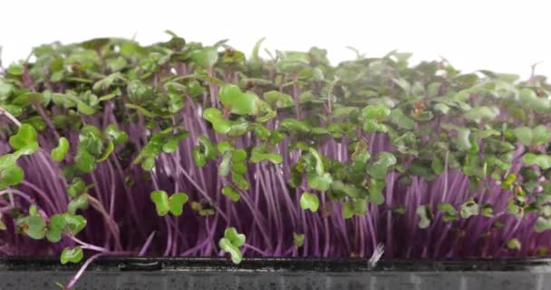 Bevattning Mikrogröna Kål Lila Plantor Med Små Droppar Vatten Sakta — Stockvideo