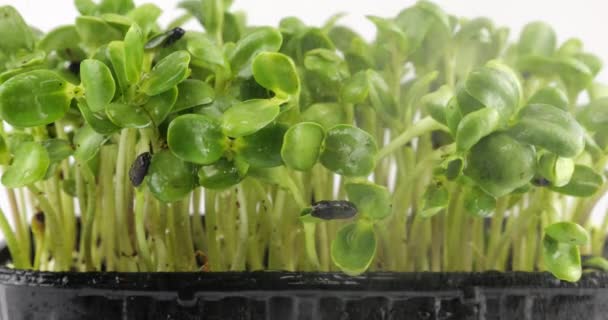 Riego Microgreens Helianthus Plántulas Con Pequeñas Gotas Agua Cámara Lenta — Vídeos de Stock
