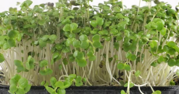Rega Microgreens Mudas Mostarda Planta Com Pequenas Gotas Água Movimento — Vídeo de Stock