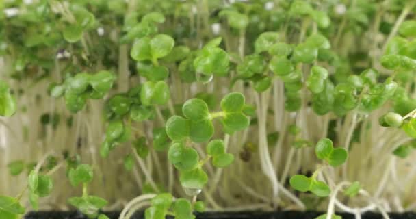 Mikrogrüne Senfpflanzen Sämlinge Mit Kleinen Tropfen Wasser Gießen Zeitlupe — Stockvideo