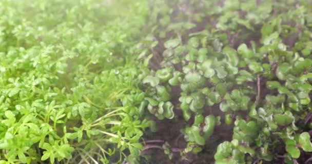 用小滴水浇灌微绿色 园中的菊苗 芥菜等 慢动作 — 图库视频影像