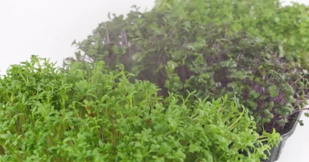 Podlewanie Mikrozieleni Małymi Kroplami Wody Sadzonki Rzeżuchy Ogrodowej Kapusta Fioletowa — Wideo stockowe