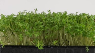 Küçük su damlaları ile sulanan mikroçimler bahçe teresi filizleniyor. Ağır çekim. Plastik tepsilerde mikro yeşil.