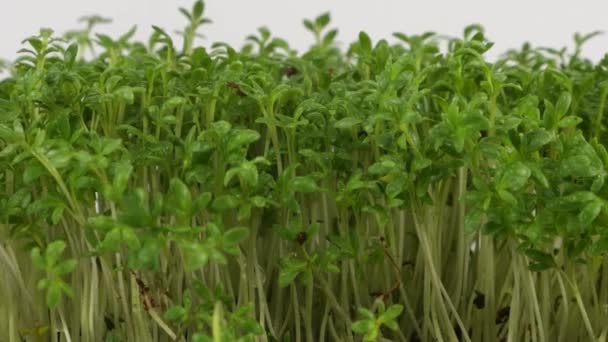 Rega Microgreens Jardim Agrião Planta Cultivada Sementes Com Pequenas Gotas — Vídeo de Stock
