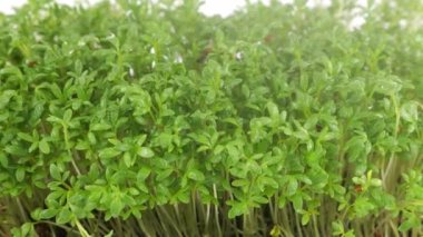 Küçük su damlaları ile sulanan mikroçimler bahçe teresi filizleniyor. Yavaş çekim.