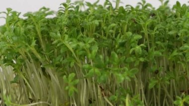 Küçük su damlaları ile sulanan mikroçimler bahçe teresi filizleniyor. Ağır çekim. Plastik tepsilerde mikro yeşil.