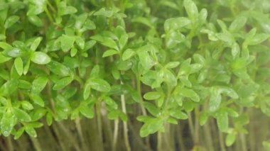 Küçük su damlaları ile sulanan mikroçimler bahçe teresi filizleniyor. Yavaş çekim.