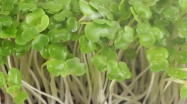 Küçük su damlalarıyla sulanan roka tohumu. Ağır çekim. Plastik tepsilerde mikro yeşil.
