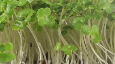 Küçük su damlalarıyla sulanan roka tohumu. Ağır çekim. Plastik tepsilerde mikro yeşil.