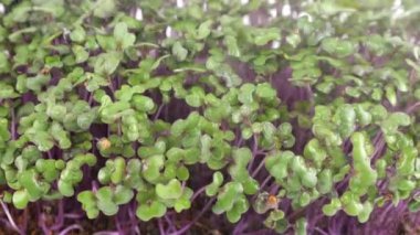 Küçük su damlalarıyla sulanan küçük yeşil lahanalar. Ağır çekim. Plastik tepsilerde mikro yeşil.