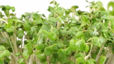 Mikro yeşillikleri suluyorum. Lahana mor tohumu, hardal tohumu ve helanit. Ağır çekim. Plastik tepsilerde mikro yeşil.