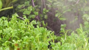 Küçük su damlalarıyla mikroçimleri suluyorum. Bahçe teresi tohumu, lahana moru, roka ve helanit. Yavaş çekim.