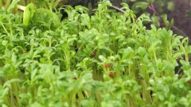 Küçük su damlalarıyla mikroçimleri suluyorum. Bahçe teresi tohumu, lahana moru, roka ve helanit. Yavaş çekim.