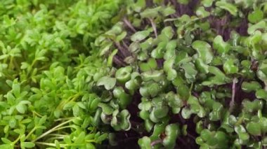 Küçük su damlalarıyla mikroçimleri suluyorum. Bahçe teresi tohumu, lahana moru ve roka. Yavaş çekim.