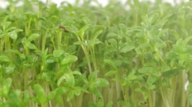 Küçük su damlaları ile sulanan mikroçimler bahçe teresi filizleniyor. Ağır çekim. Plastik tepsilerde mikro yeşil.
