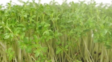 Küçük su damlaları ile sulanan mikroçimler bahçe teresi filizleniyor. Ağır çekim. Plastik tepsilerde mikro yeşil.
