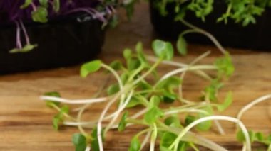 Bahçe teresi ve lahananın arka planına karşı tahta bir tahtanın üzerine düşen turp fidanı. Yavaş çekim.