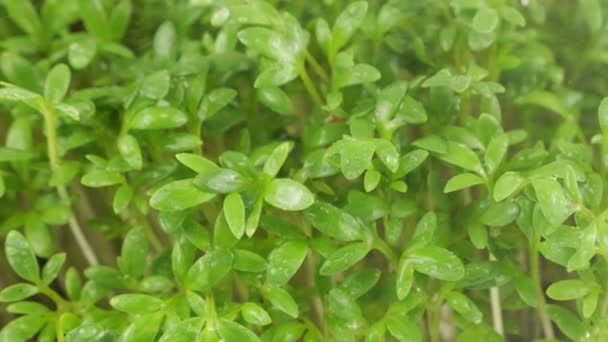 Riego Microgreens Jardín Berro Plántulas Con Pequeñas Gotas Agua Movimiento — Vídeo de stock