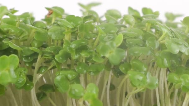 Bevattning Mikrogröna Ruccola Plantor Med Små Droppar Vatten Sakta Backarna — Stockvideo